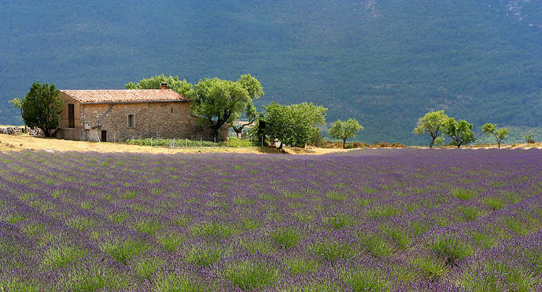 A typical Provence landscape A typical Provence landscape